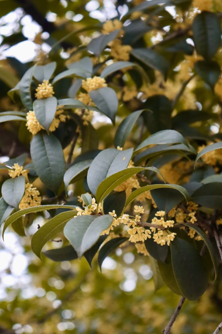 University of Electronic Science and Technology of China